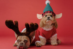 disfraces y accesorios navideños para tus mascotas