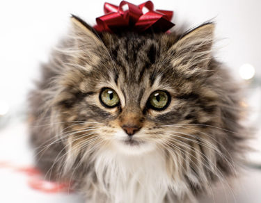 mejores regalos para tu gato