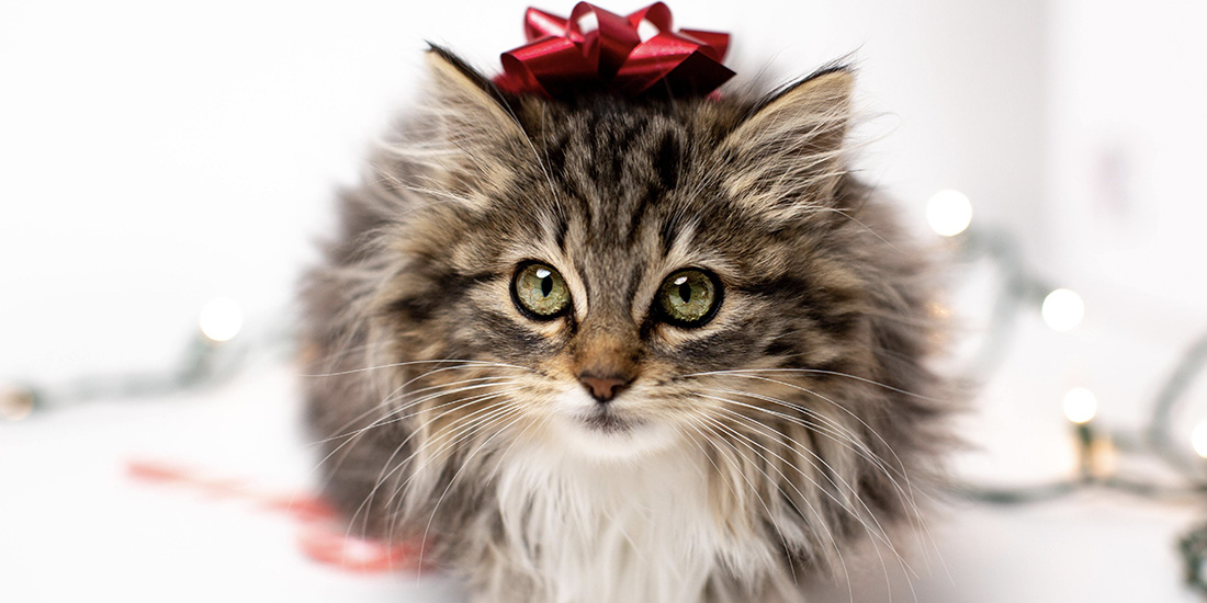 mejores regalos para tu gato