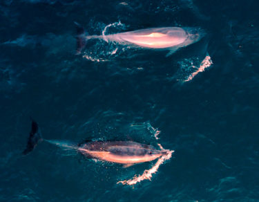 delfin rosa mamifero agua dulce