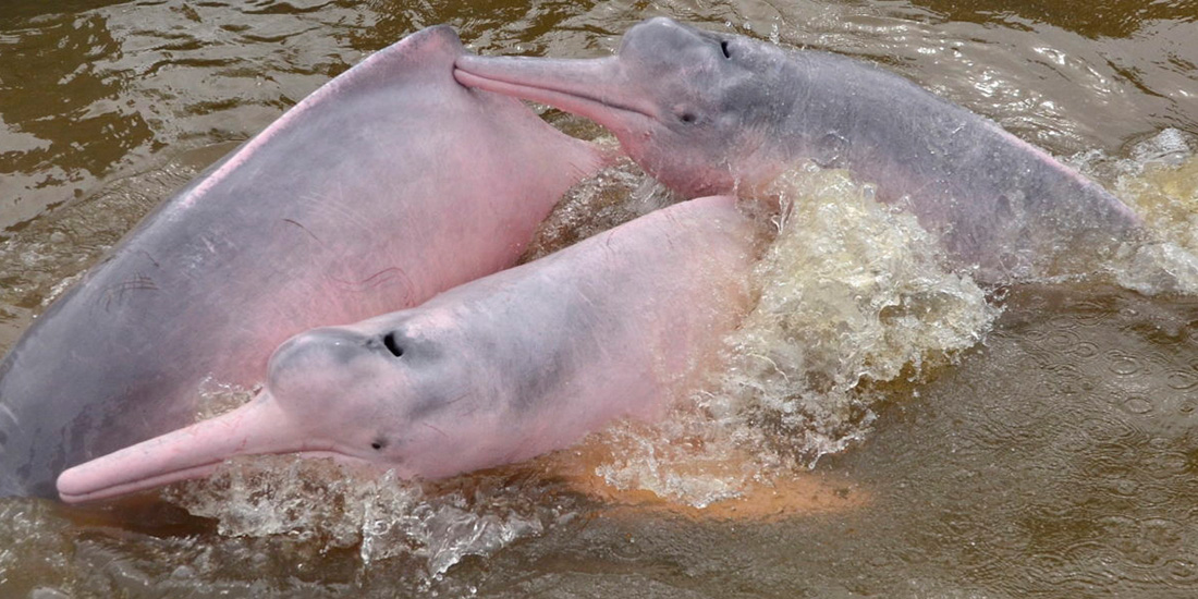 delfin rosa mamifero agua dulce
