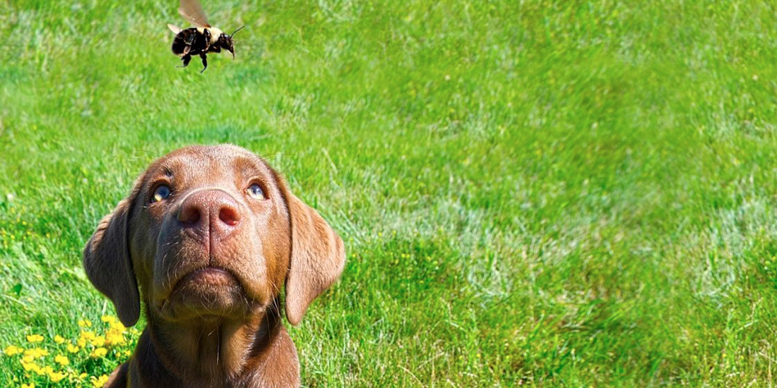 que hacer si abeja u otros insectos pican perro
