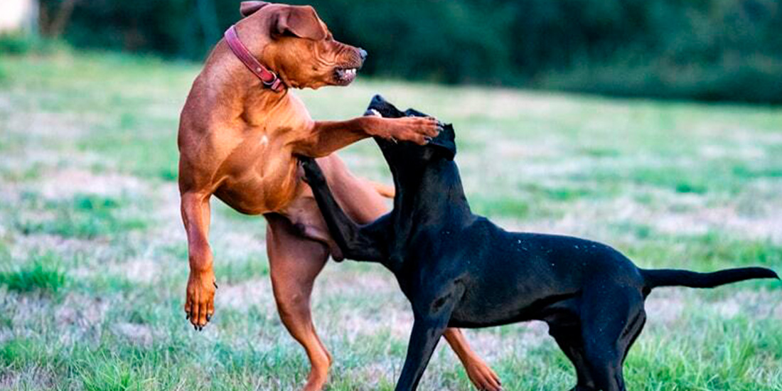 Qué hacer cuando 2 o más perros se pelean