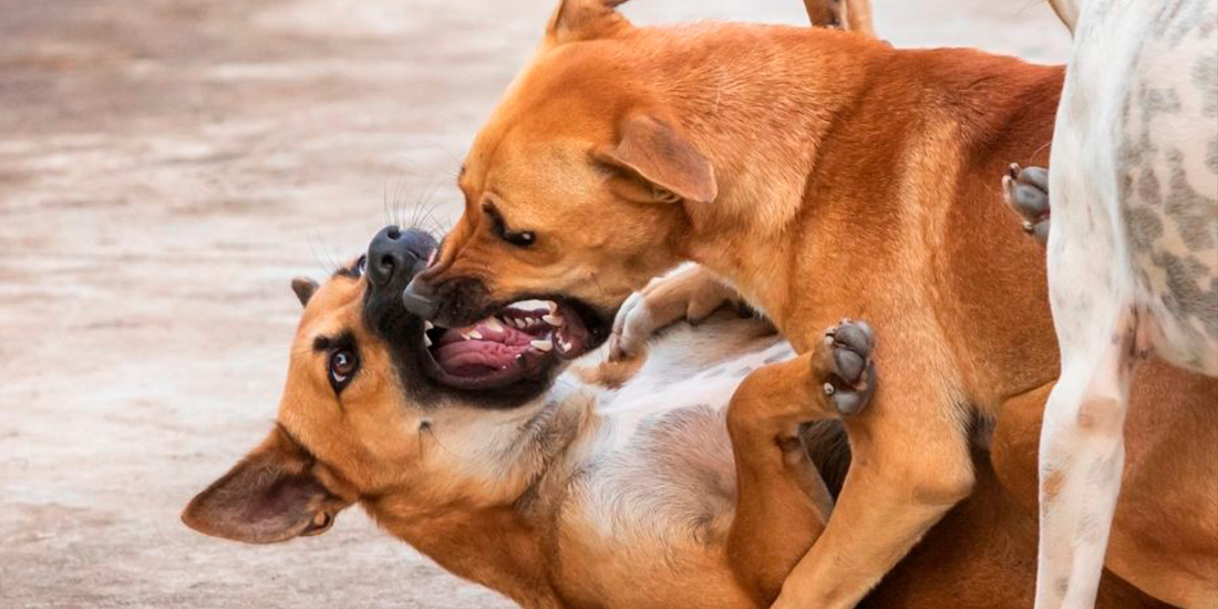 Qué hacer cuando 2 o más perros se pelean