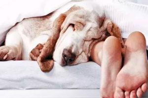es bueno dormir con perro