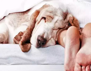 es bueno dormir con perro