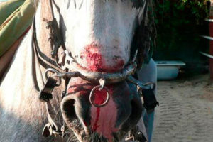 maltrato animal detras de paseos a caballo