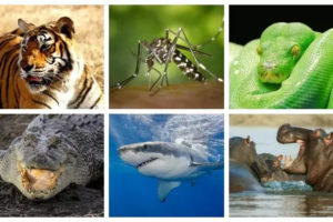 5 animales mas peligrosos del mundo