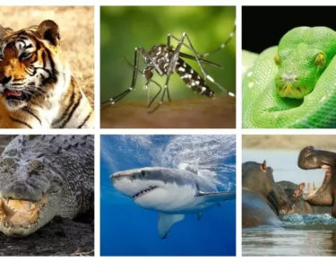 5 animales mas peligrosos del mundo
