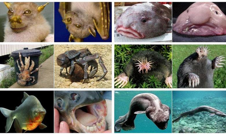 6 animales mas raros del mundo