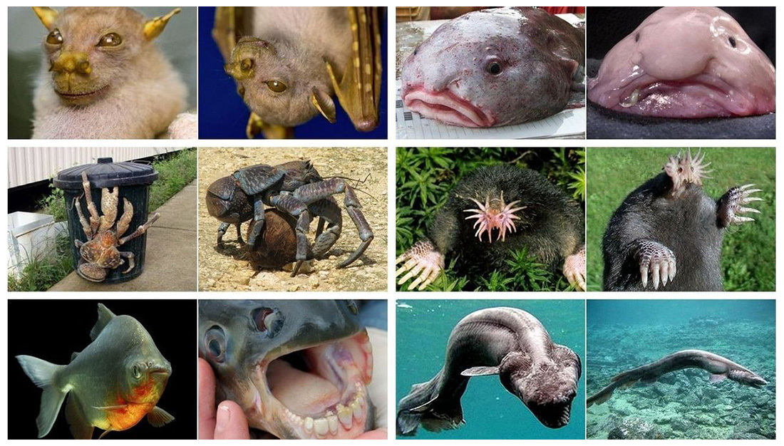 6 animales mas raros del mundo