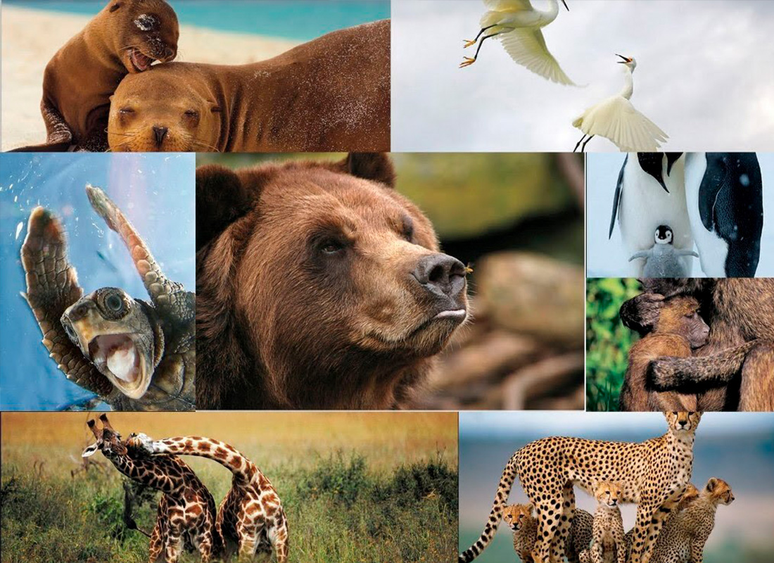 2022 año de los animales en peligro de extinción