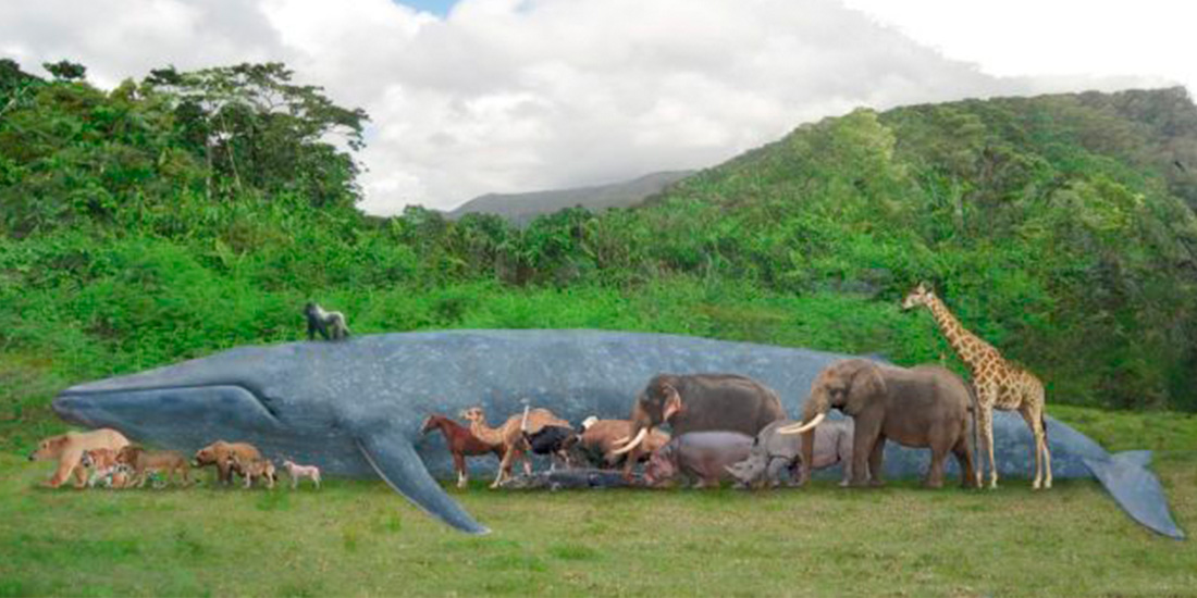 animales mas grandes del mundo