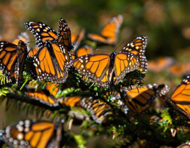 mariposas monarca alerta máxima