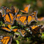 mariposas monarca alerta máxima