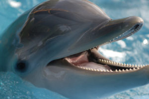 los delfines beben su propia orina