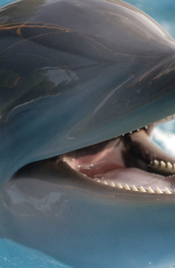 los delfines beben su propia orina