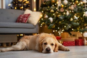 Golden retriever dog under christmas tree